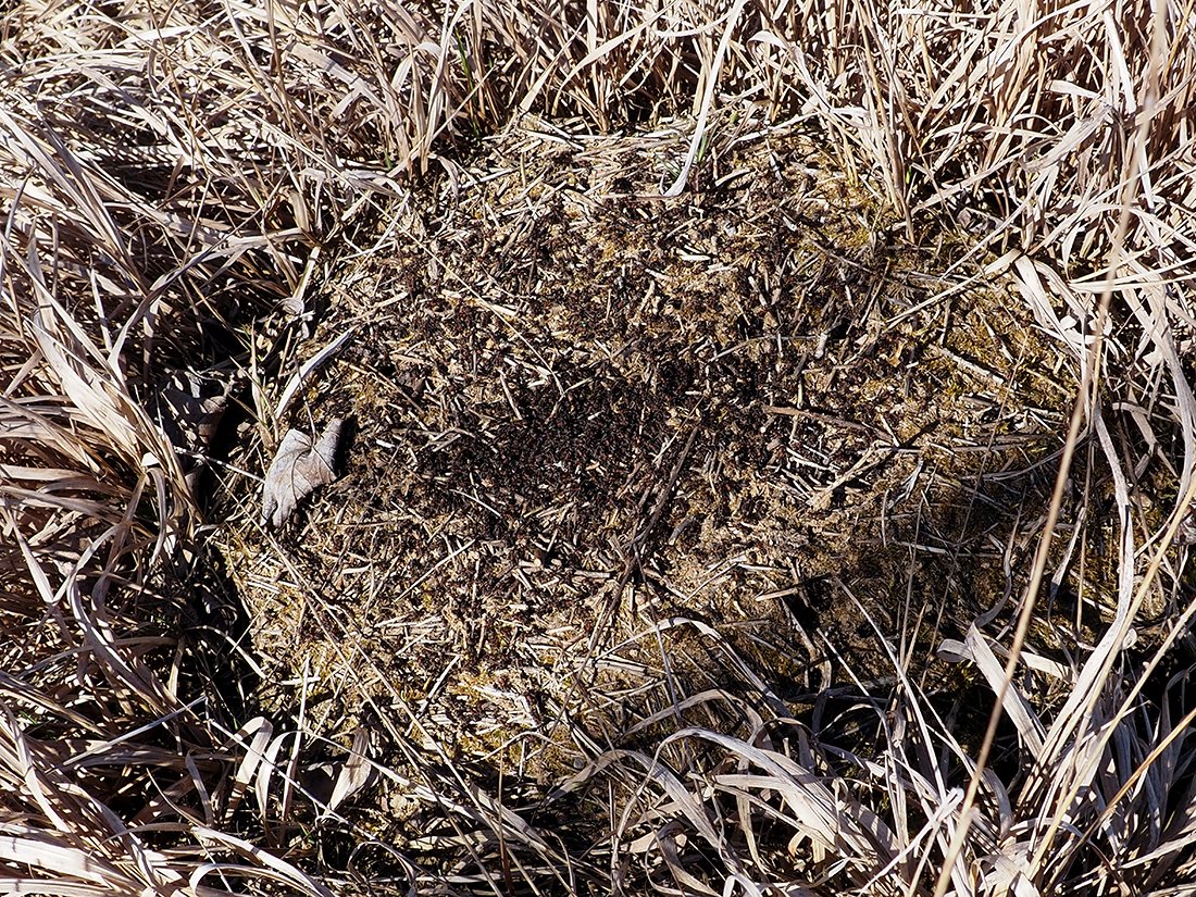 /Formica pratensis, mravenčí kupa mravenců lučních. /Formica pratensis, mravenčí kupa mravenců lučních.