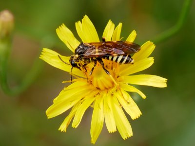 Tenthredo koehleri  -  pilatka