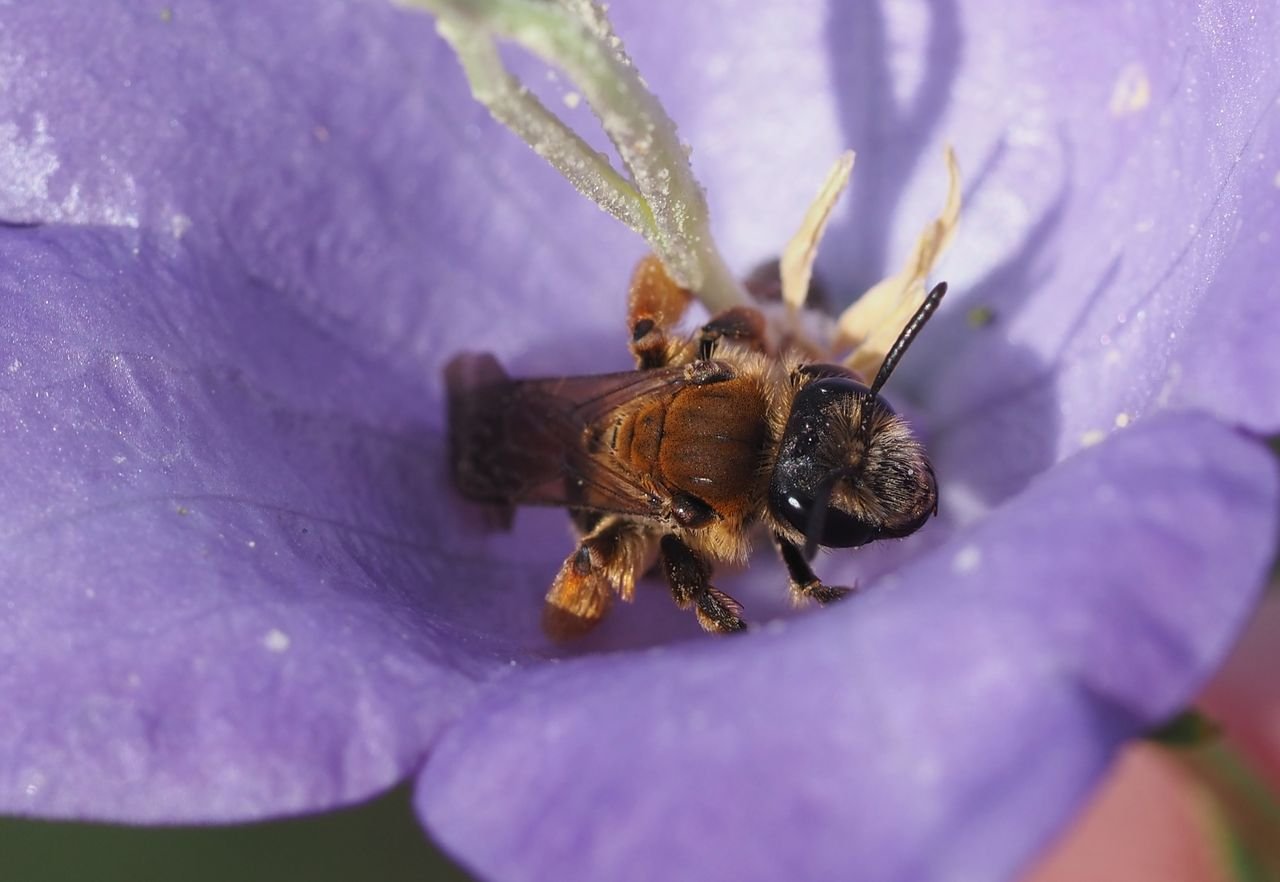 /Andrena curvungula, samička před odletem ze zvonku.