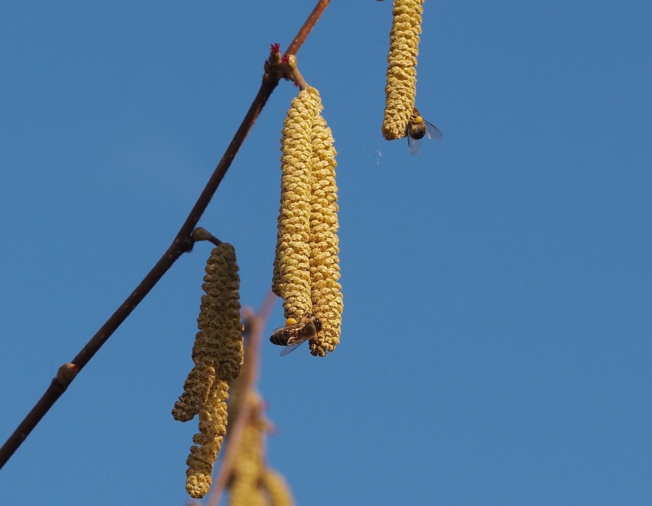 /Líska - jehnědy se včelami. /Líska - jehnědy se včelami.