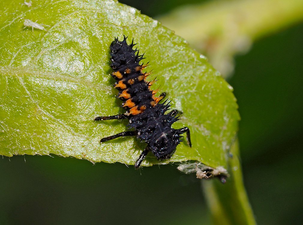 /Larva slunéčka východního fotografovaná shora.