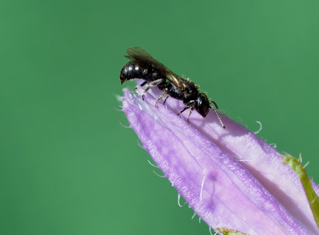 /Dřevobytka zvonková, sameček fotografovaný z boku.