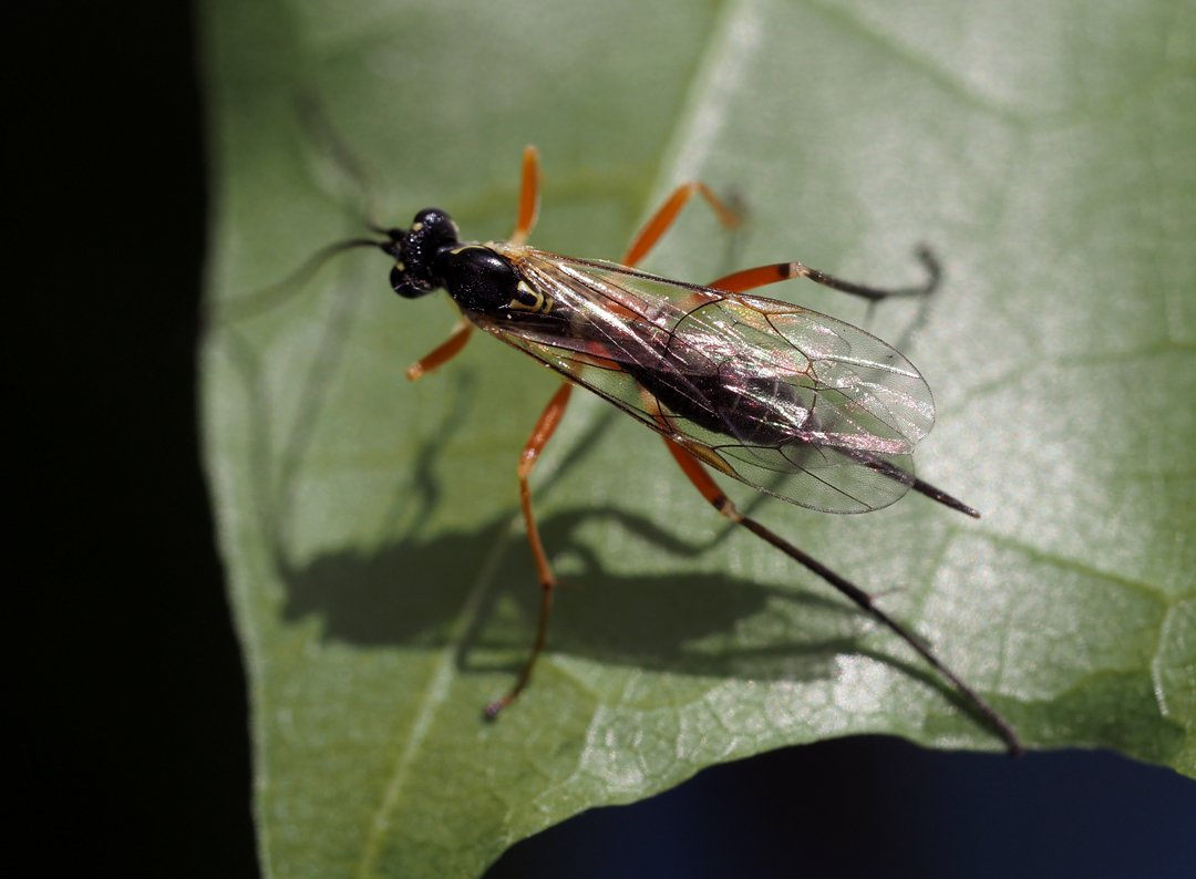 /Lumek Phytodietus, samička na javorovém listu. /Lumek Phytodietus, samička na javorovém listu.