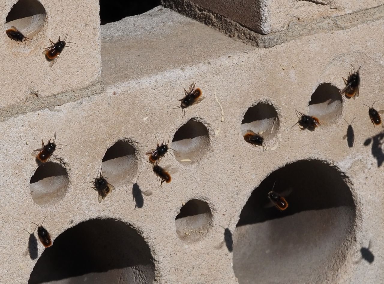 /Zednice rohatá. Samečkové čekají před hnízdečky na samičky ve velkém množství.