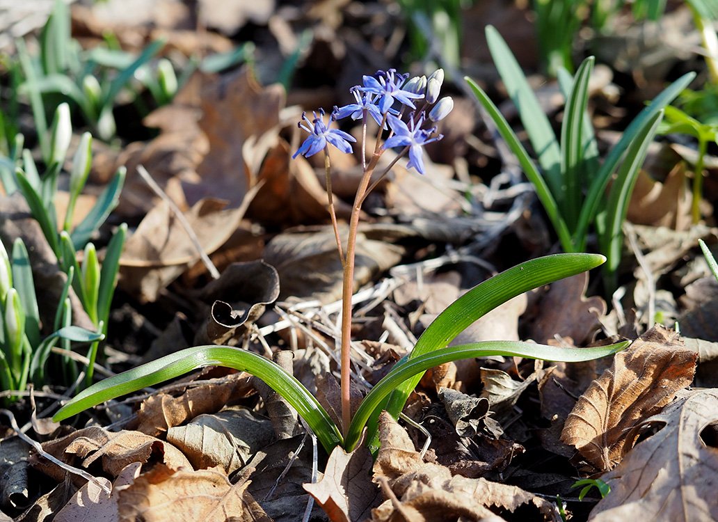 /Ladoňka v botanické zahradě.