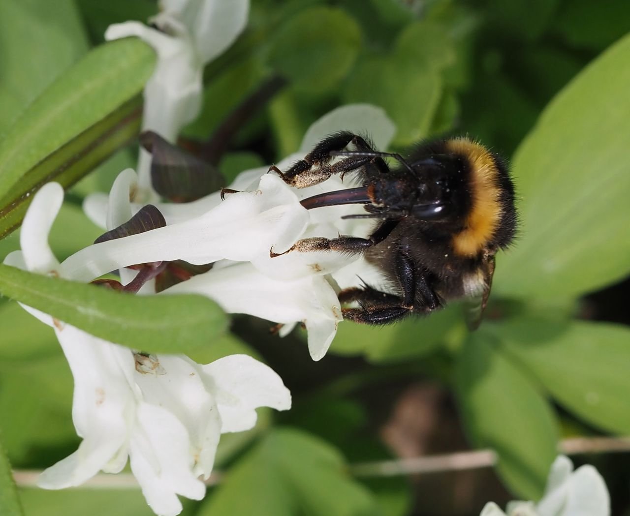 /Čmelák zahradní má dlouhý sosák.