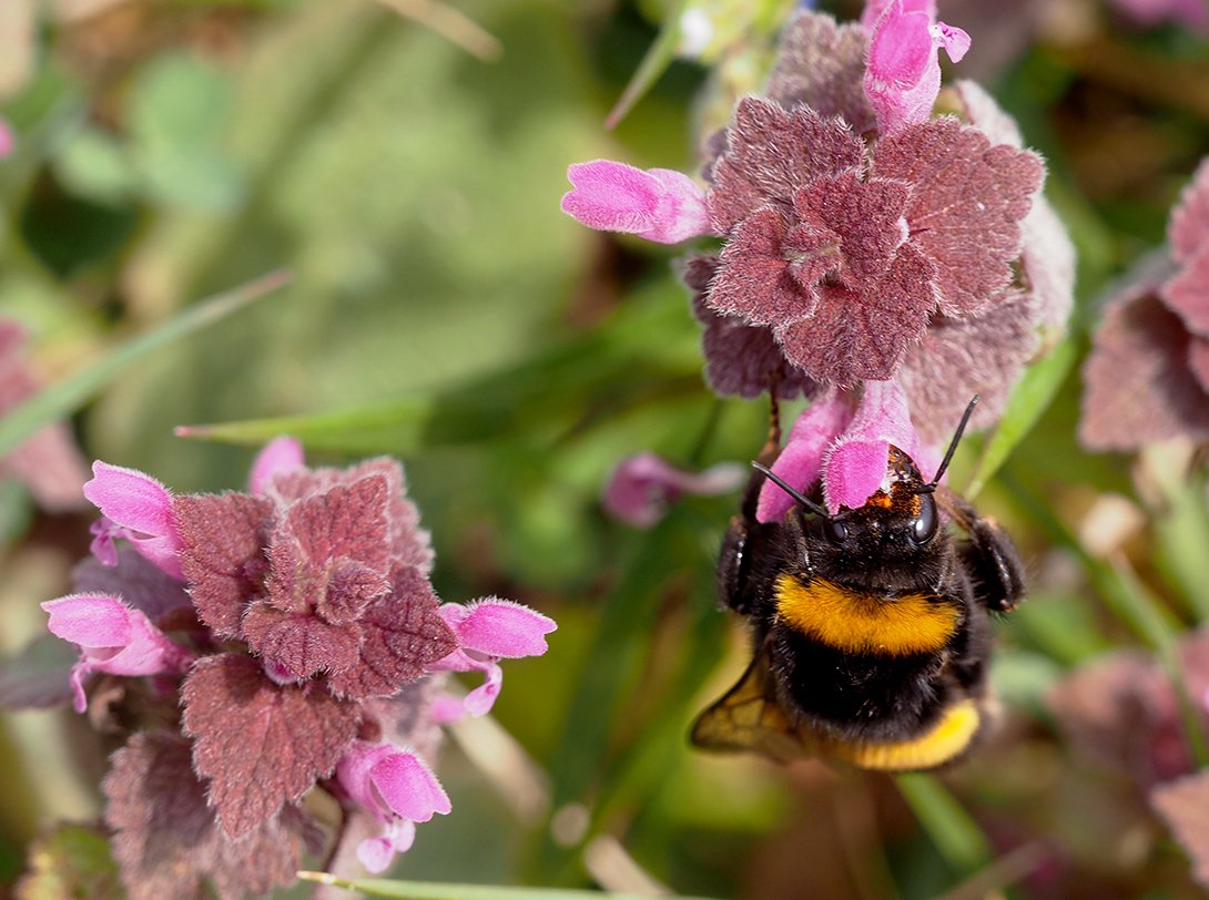 /Hluchavka nachová a čmelák.