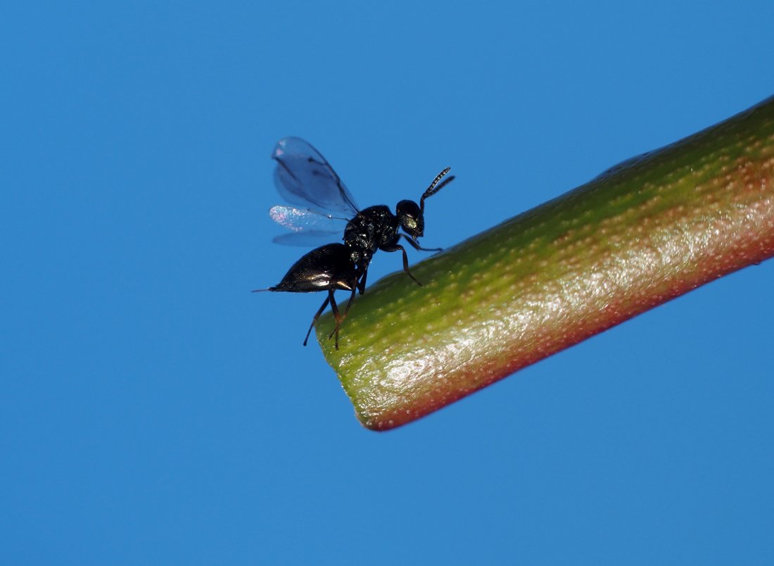 /Pteromalus bedeguaris, samička ukázala i kladélko.