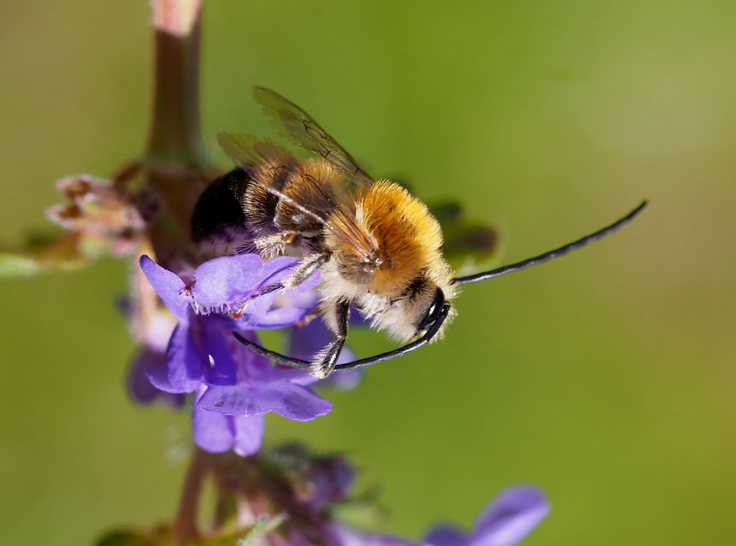 /Stepnice jarní, sameček si čistí tykadla.