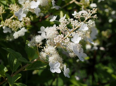 Hortenzie latnatá