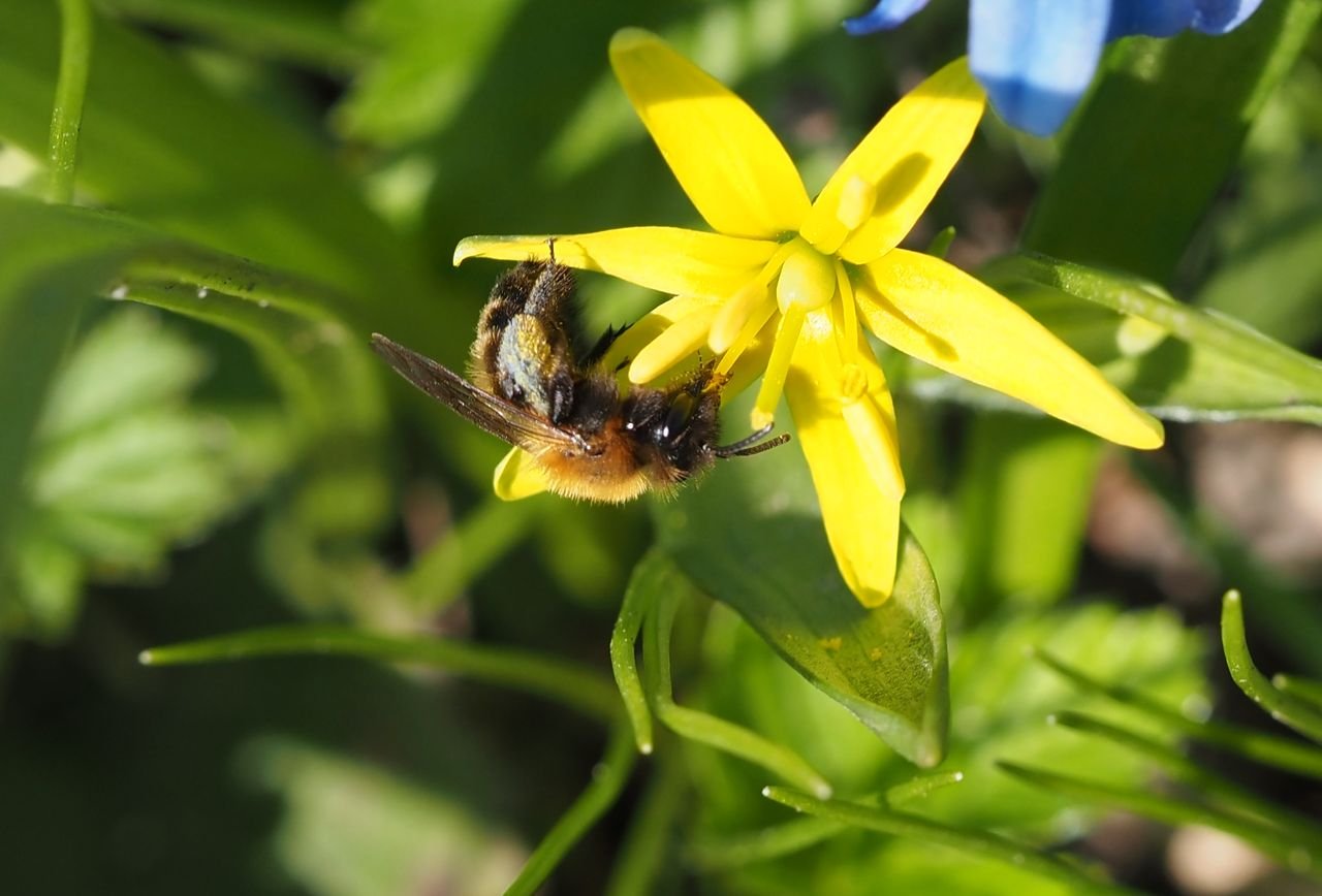 /Andrena bicolor na květu křivatce 22. března 2026.