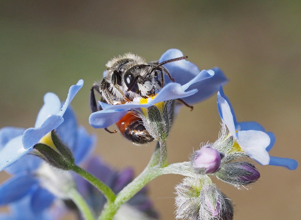 /Andrena labiata na květu pomněnky.