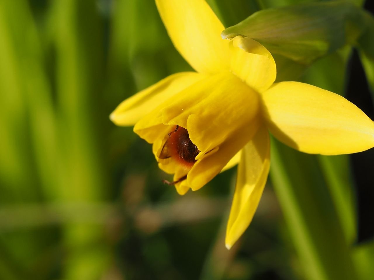 /Zednice rohatá - sameček je skrytý uvnitř květu.