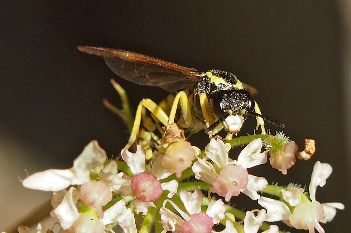 /Pilatka Tenthredo notha, fotografie hlavy zepředu.