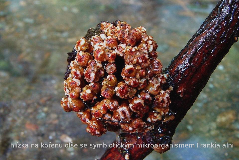 /Kořenová hlízka na olši se symbiotickým mikroorganismem /Kořenová hlízka na olši se symbiotickým mikroorganismem
