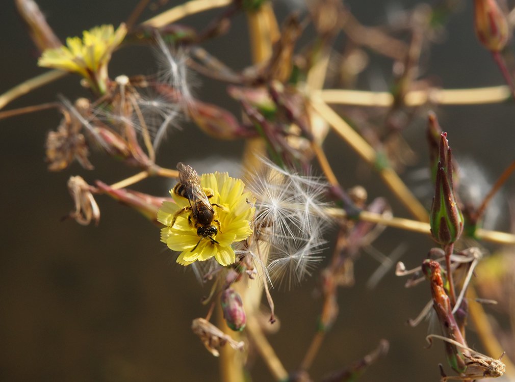 /Locika kompasová, květ a semena, s drobnou ploskočelkou na květu.