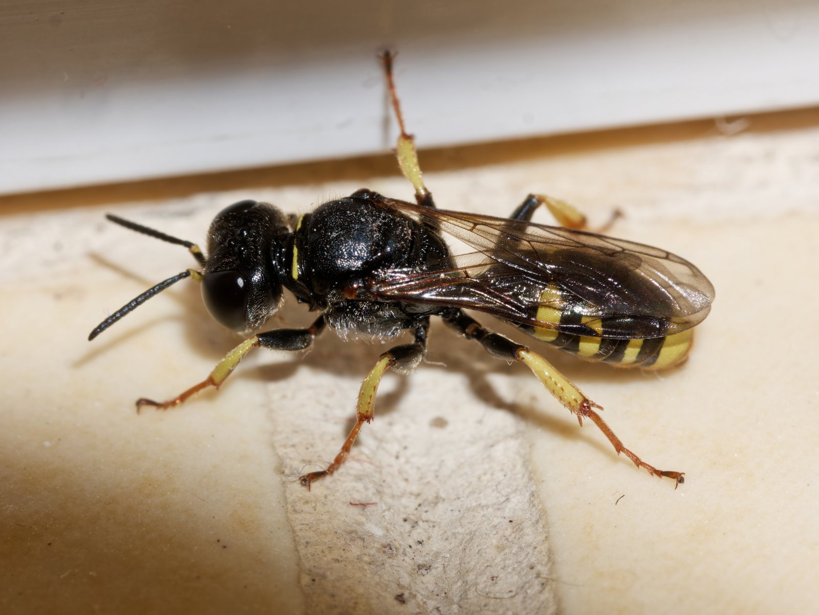 /Ectemnius lapidarius při pohledu shora - foto Radim Herman.