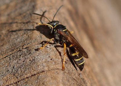 Vosilka Gorytes fallax