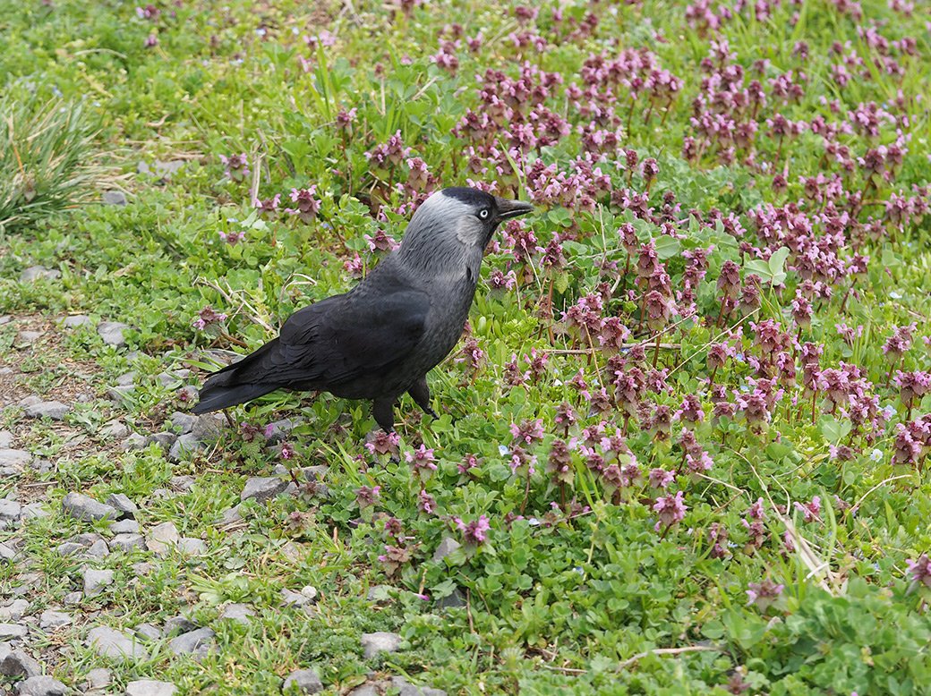 /Kavka v porostu hluchavek.