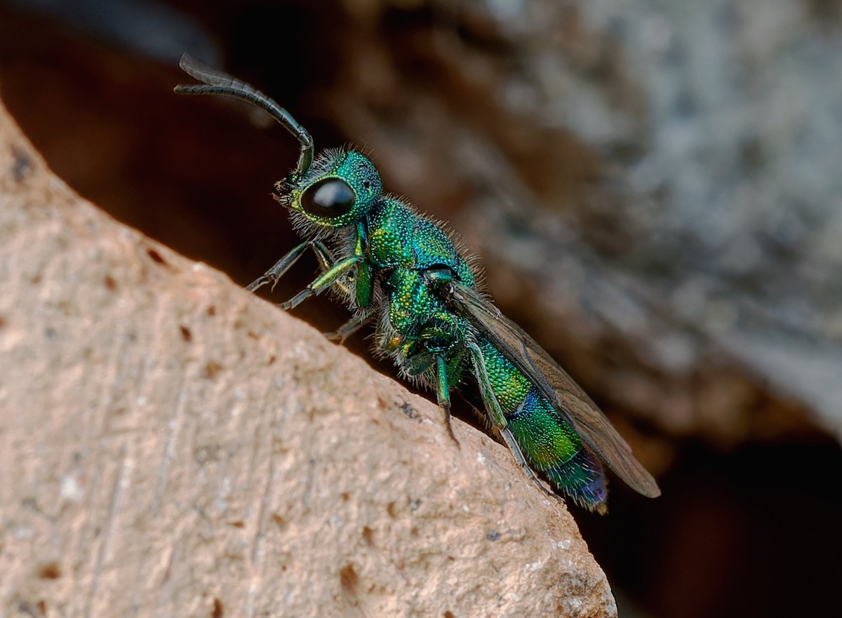 /Chrysis iris na boku hmyzího domku. /Chrysis iris na boku hmyzího domku.