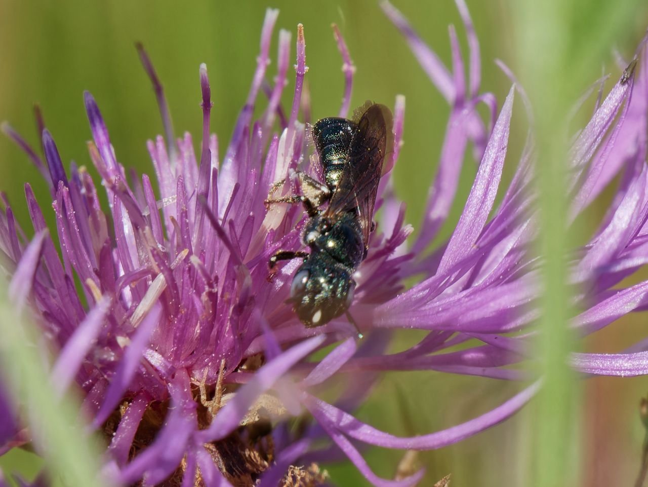 /Kyjorožka zelenavá má na čelním štítku bílý znak. /Kyjorožka zelenavá má na čelním štítku bílý znak.