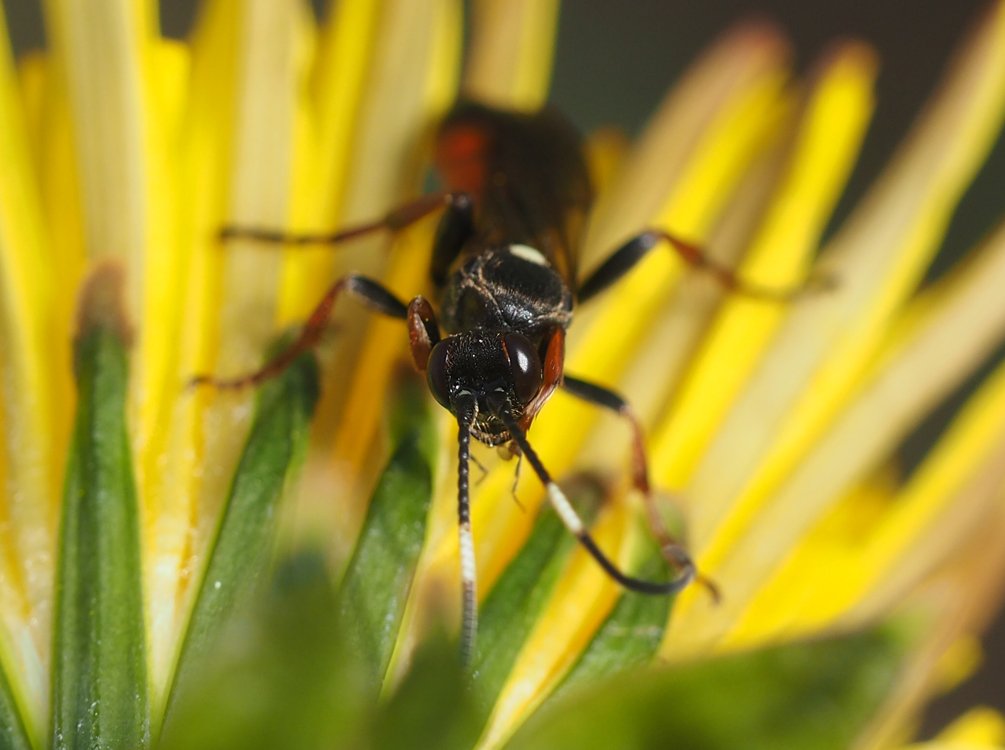 /Lumek na pampelišce, portrét.