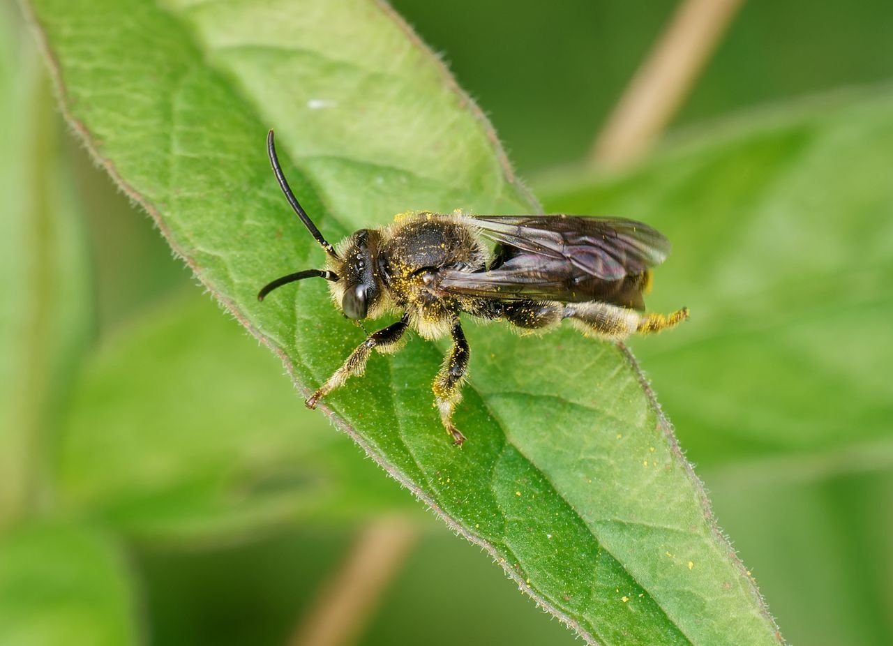 /Olejnice vrbinová, sameček - srpen 2025. Foto Radim Herman