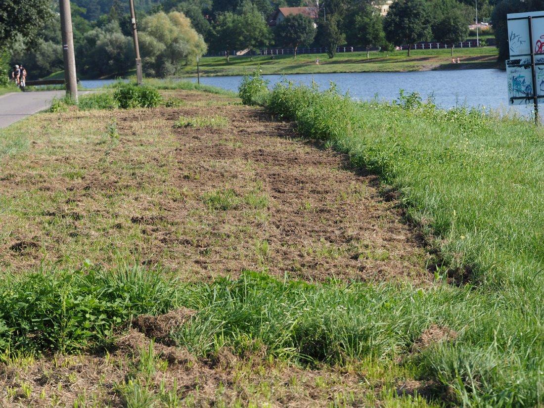 /Mozaikové sečení na břehu Vltavy.