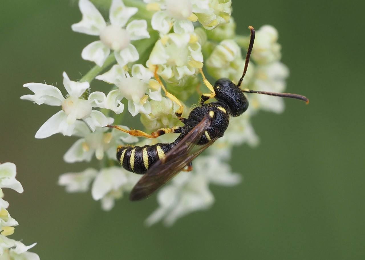 /Uzlatka pětipásá, sameček na květu bolševníku.