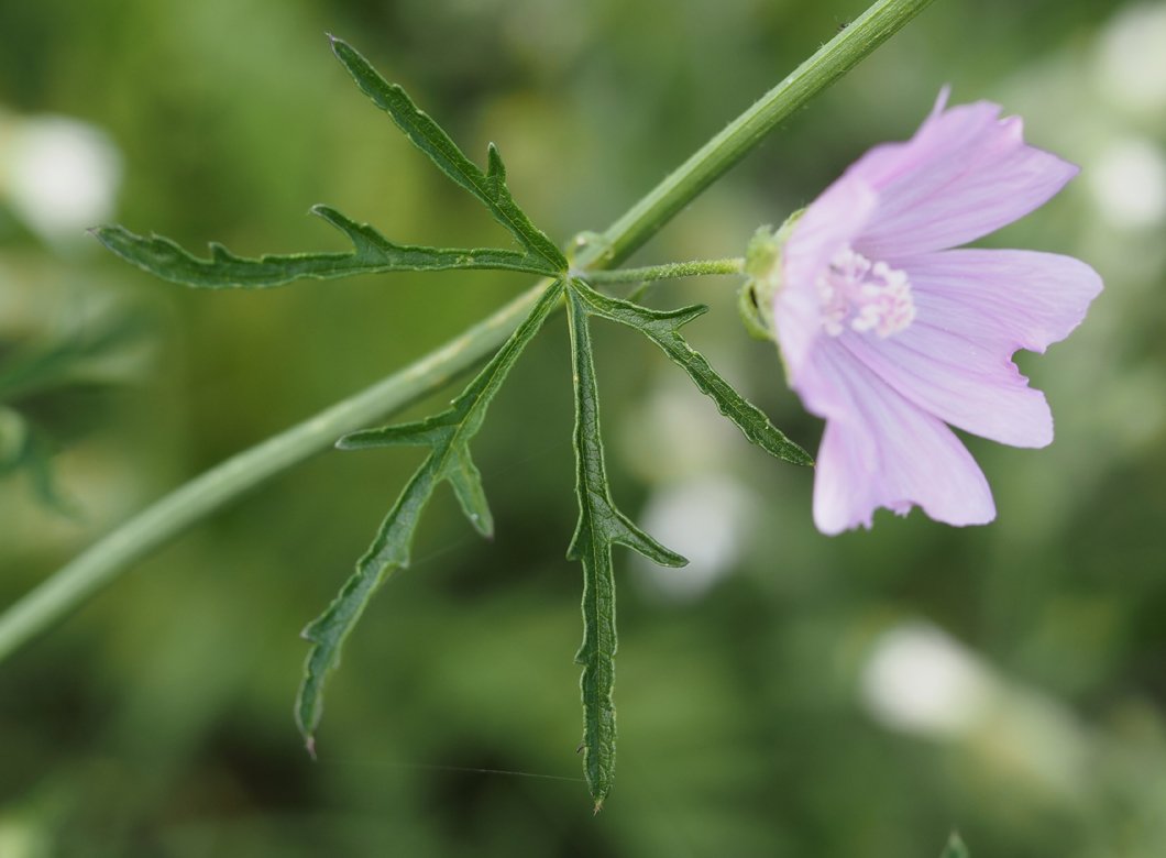 /Malva alcea - lodyžní list a květ. /Malva alcea - lodyžní list a květ.