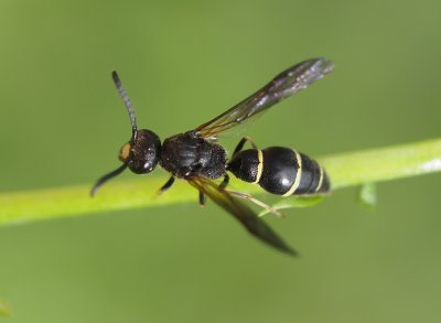 Hrnčířka Symmorphus debilitatus