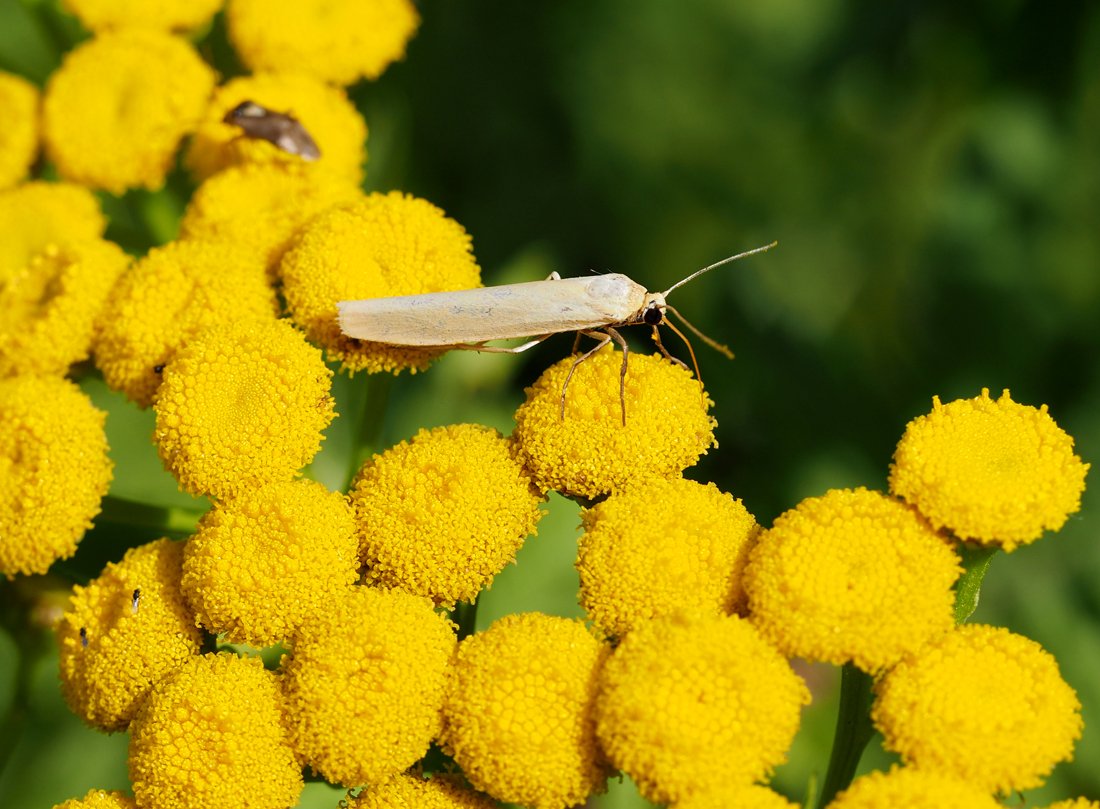 /Zavíječ Selagia argyrella, sameček.