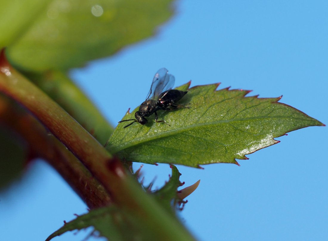 /Pteromalus bedeguaris na listu.