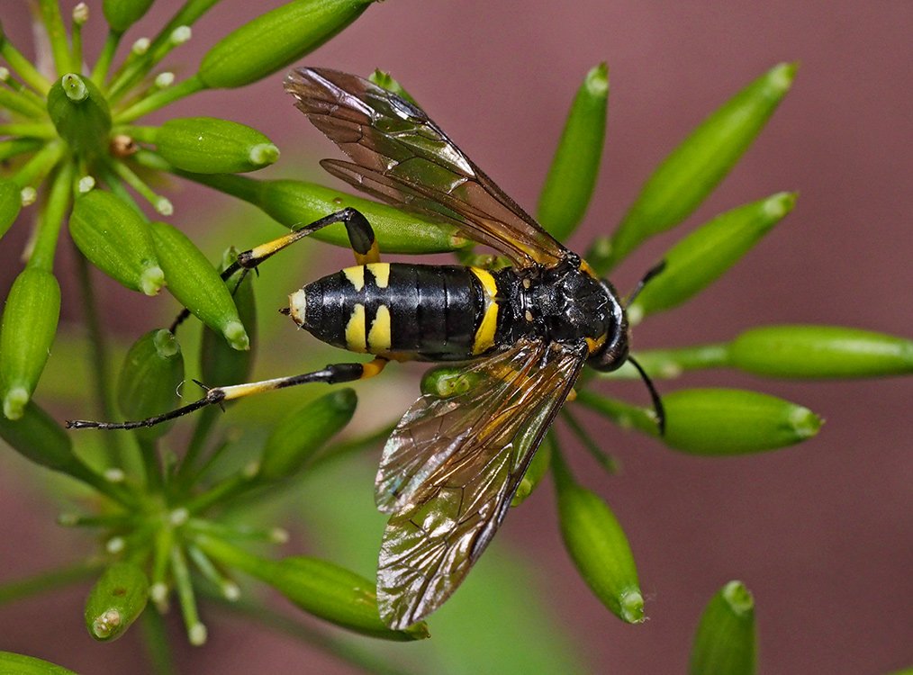 /Macrophya montana, samička.
