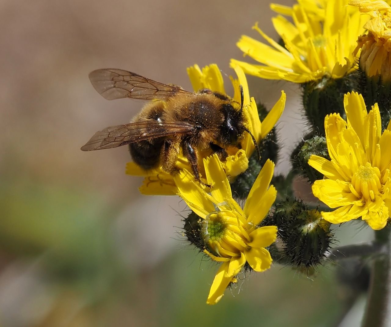 /Pilosella bauhini s pískorypkou.