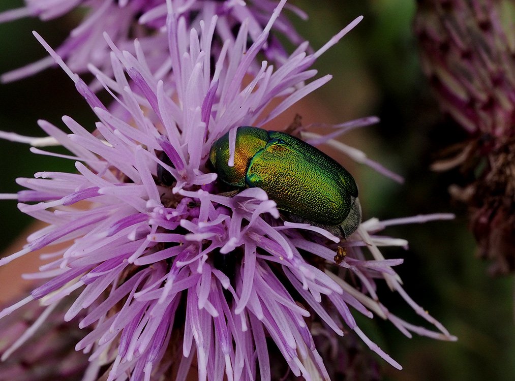 /Brouk krytohlav - Cryptocephalus aureolus.