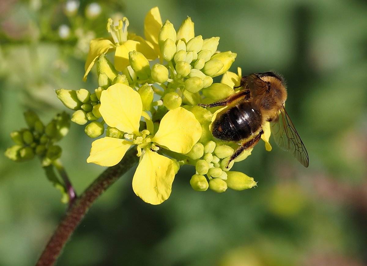 /Pískorypka s parazitem řásníkem. /Pískorypka s parazitem řásníkem.