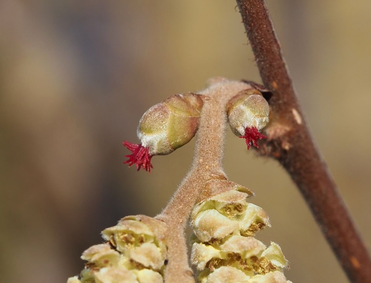 /Samičí kvítky lísky jsou jen ty drobné červené chumáčky na konci pupenu. /Samičí kvítky lísky jsou jen ty drobné červené chumáčky na konci pupenu.
