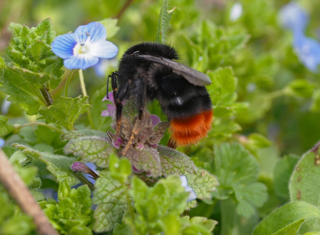 /Čmelák skalní má konec zadečku červený.