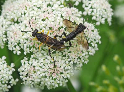 Macrophya montana  -  pilatka maliníková