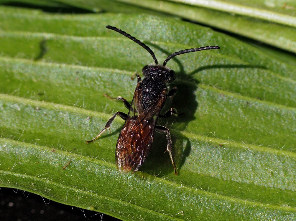 /Ruděnka hrbatá, foto shora.