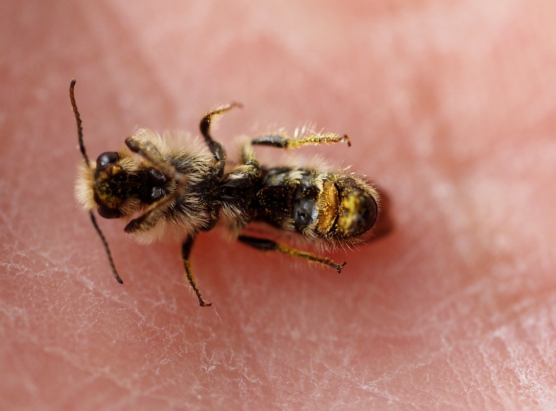/Chelostoma florisomne, spodní část těla samečka.