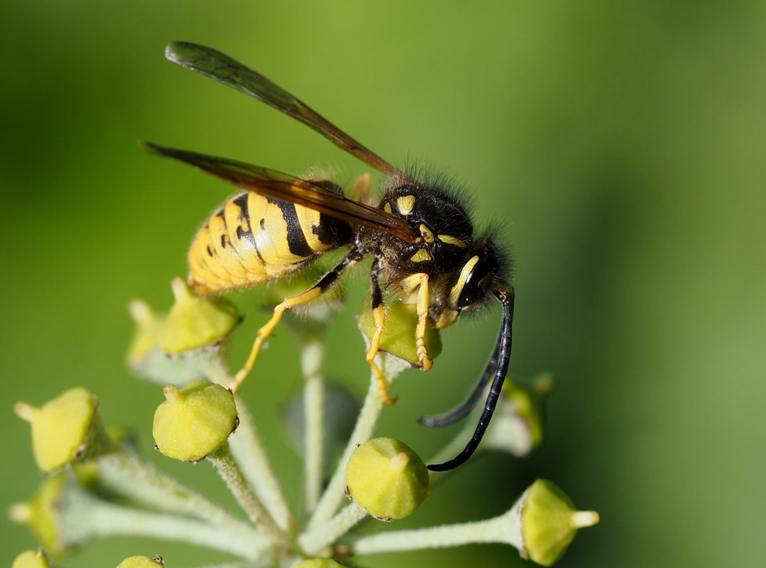 /Vespula germanica, sameček na břečťanu. /Vespula germanica, sameček na břečťanu.