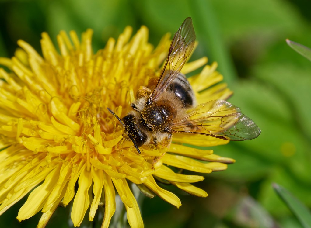 /Pískorypka Andrena gravida saje nektar z květu pampelišky. Foto Radim Herman.