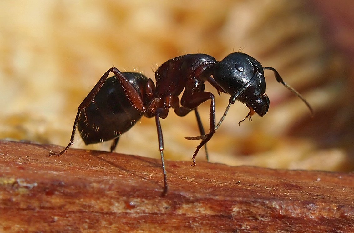 /Mravenec obrovský na detailní fotografii.