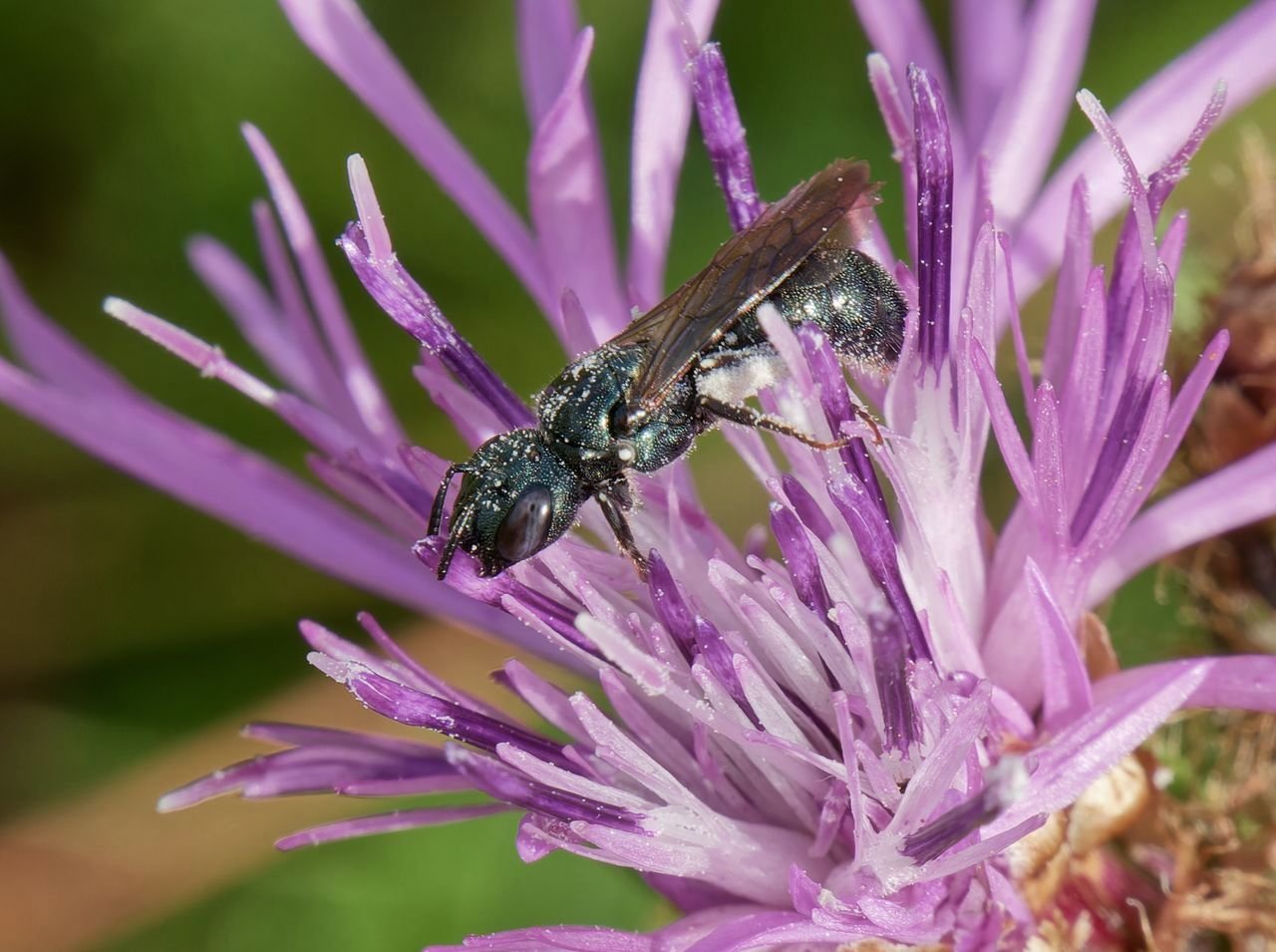 /Kyjorožka zelenavá pyl nejen sbírá na nožičky, ale také polyká. Foto Radim Herman. /Kyjorožka zelenavá pyl nejen sbírá na nožičky, ale také polyká. Foto Radim Herman.