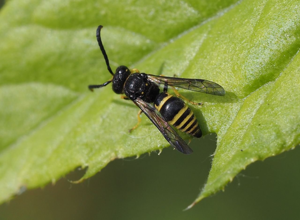 /Ancistrocerus nigricornis - sameček sedí na listu.