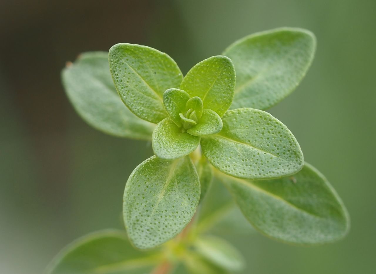/Mateřídouška vejčitá, lodyha s listy.