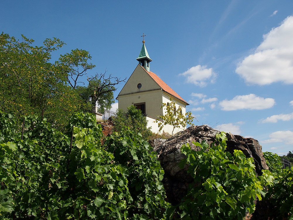 /Vrchol vinice sv. Kláry v Troji.