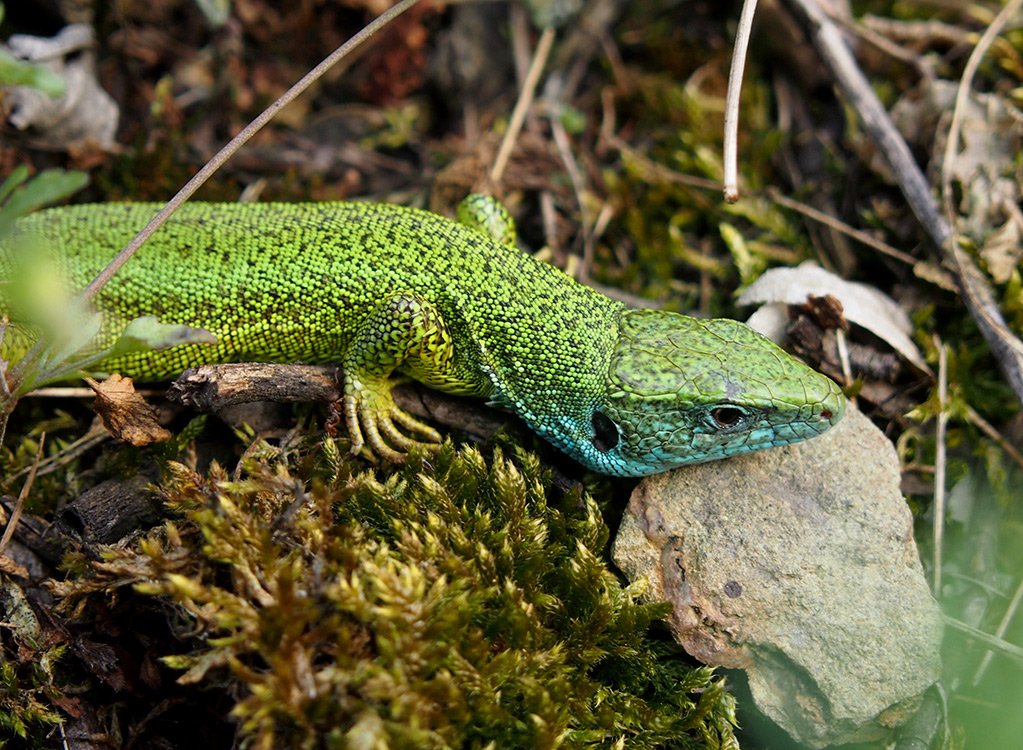 /Ještěrka zelená, sameček s namodralou hlavou. /Ještěrka zelená, sameček s namodralou hlavou.